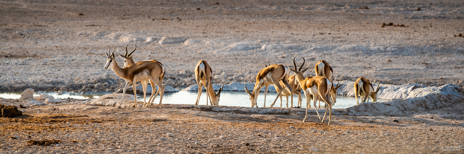 Etosha NP I