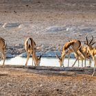 Etosha NP I