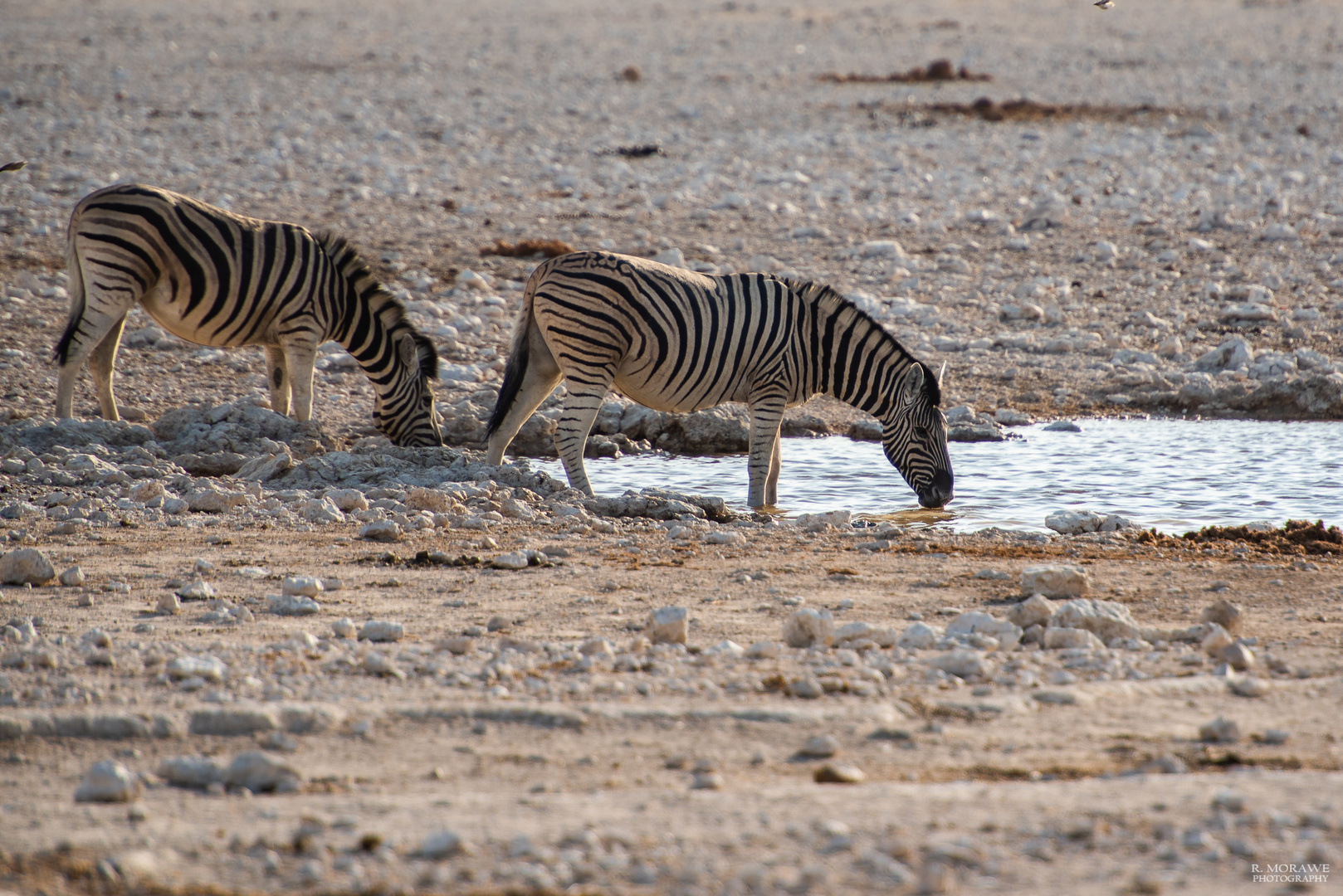 Etosha NP II