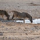 Etosha NP II