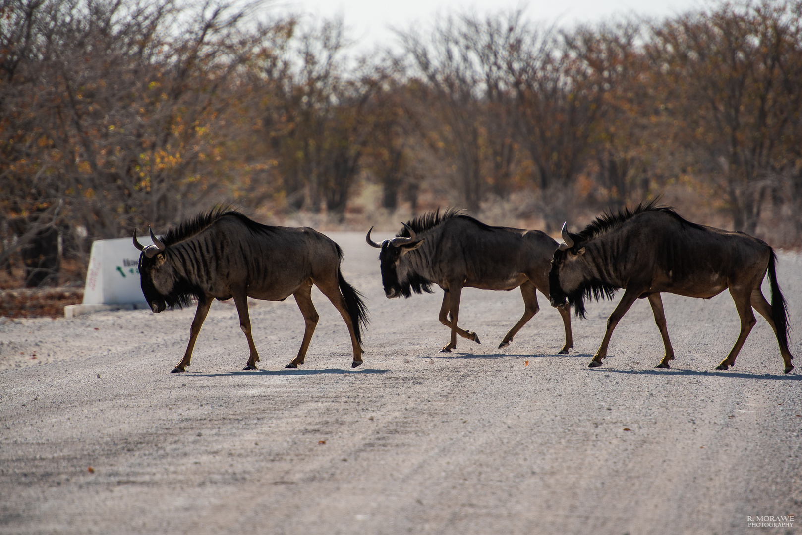 Etosha NP III