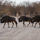 Etosha NP III