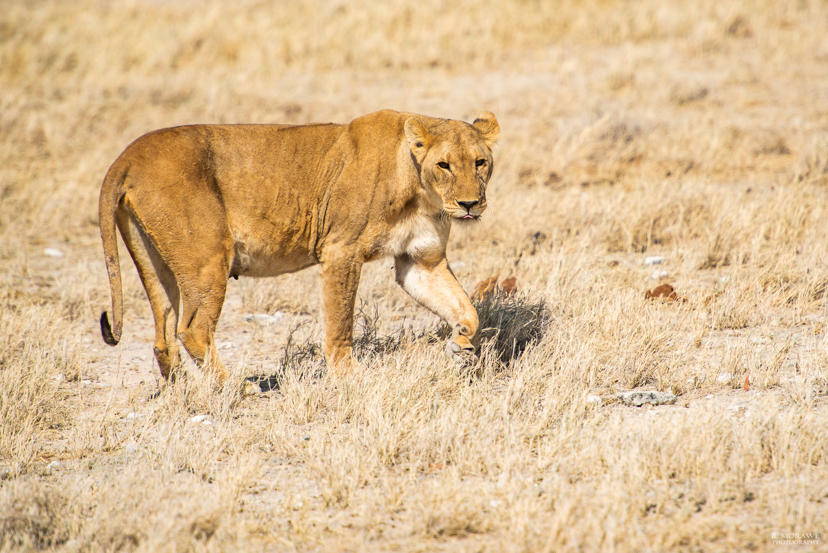 Etosha NP IV