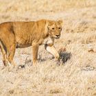 Etosha NP IV