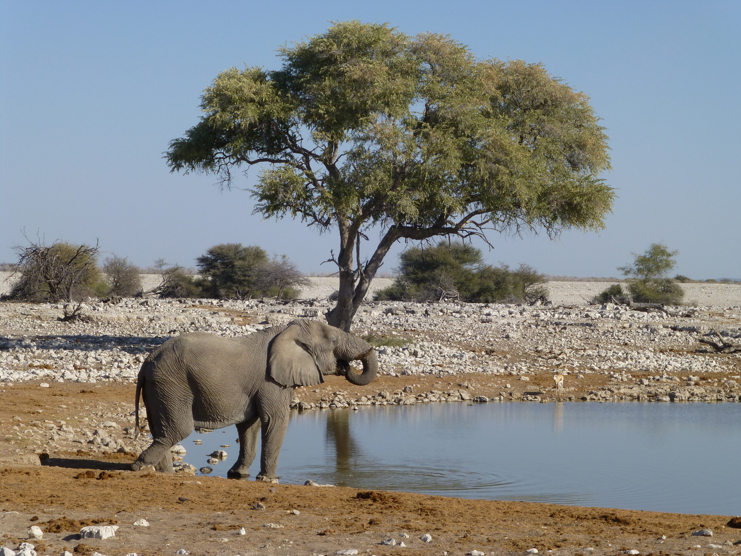 Etosha NP, Namibia