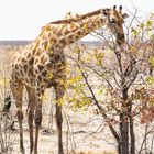 Etosha NP V