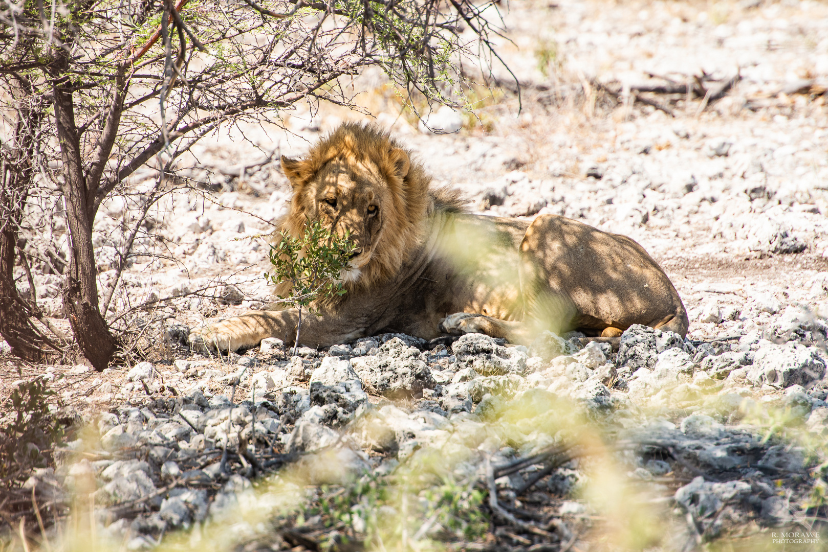 Etosha NP VI