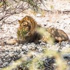 Etosha NP VI