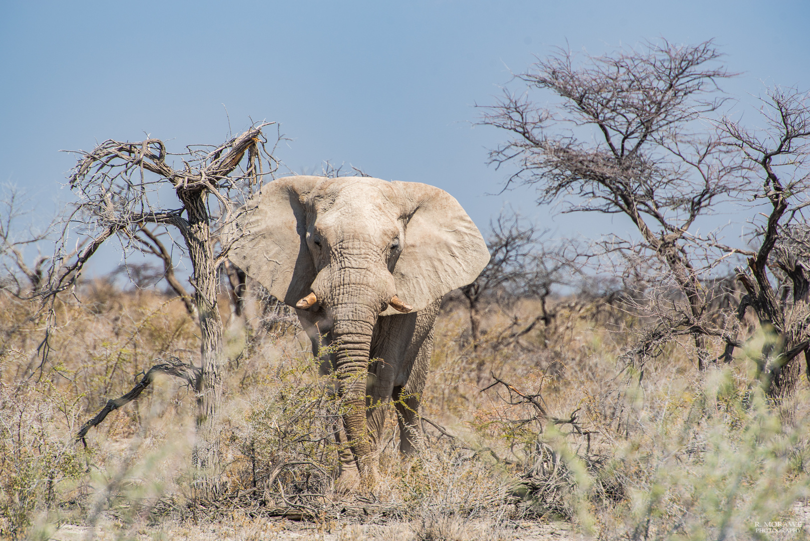 Etosha NP VII