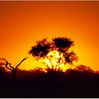 Etosha NP01