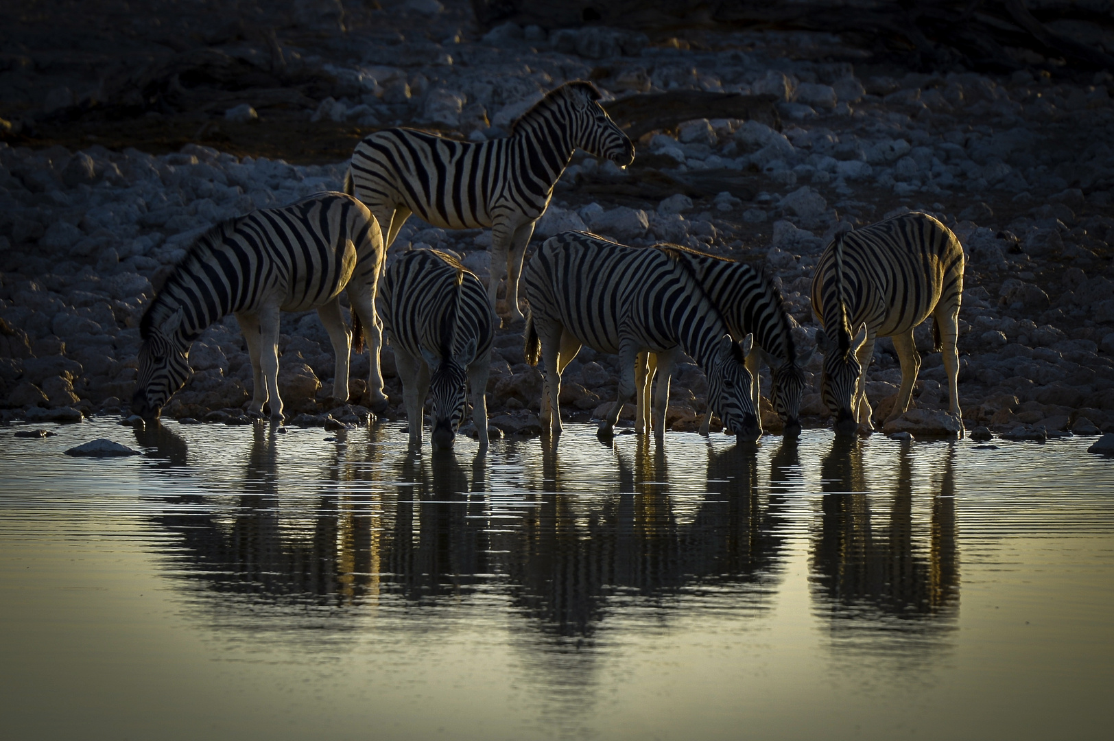 Etosha Oktober 2013 Wasserloch (Okaukuejo)