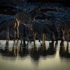 Etosha Oktober 2013 Wasserloch (Okaukuejo)