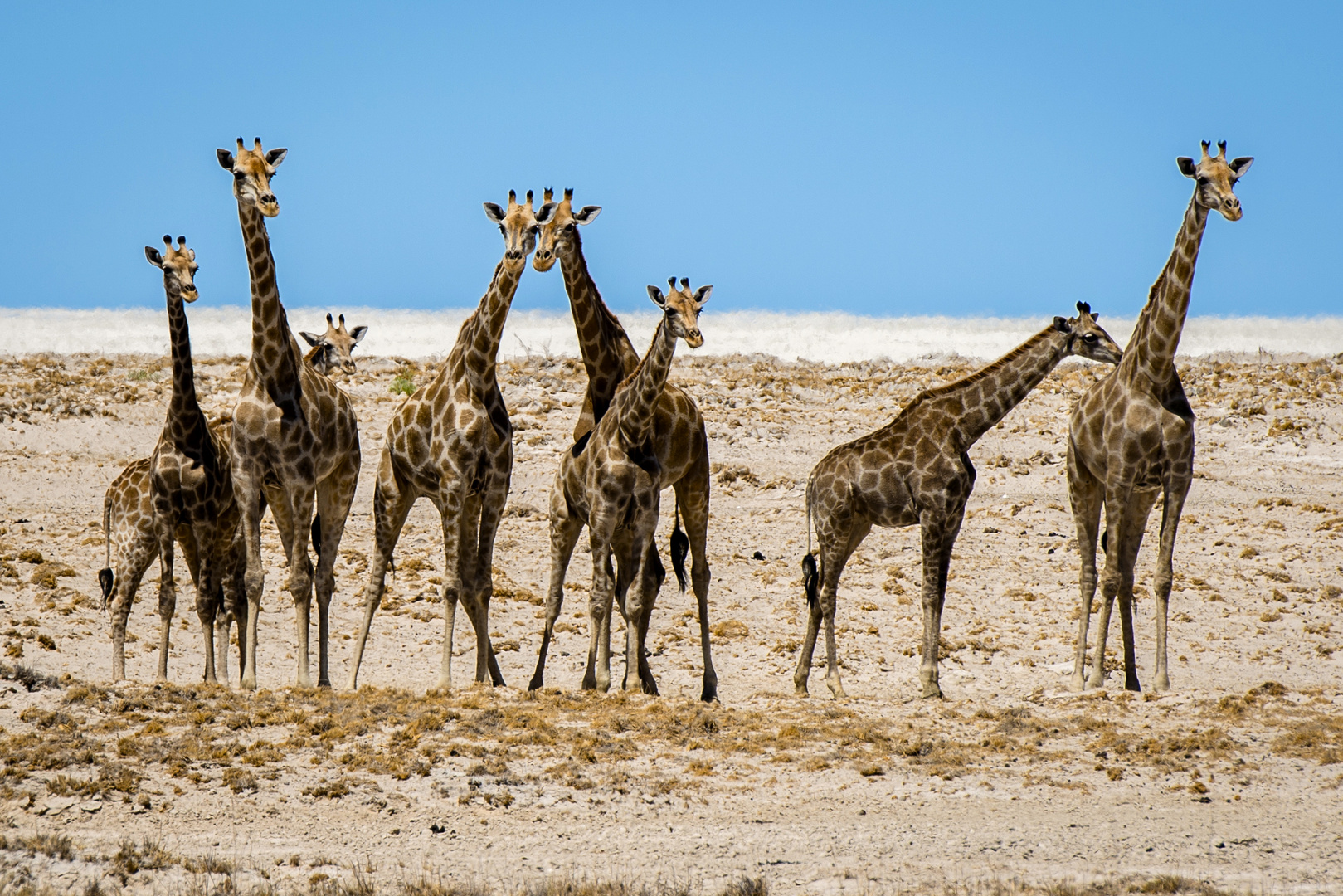 Etosha Oktober 2013 Wasserloch (Okondeka, Etoshapfanne)