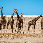 Etosha Oktober 2013 Wasserloch (Okondeka, Etoshapfanne)