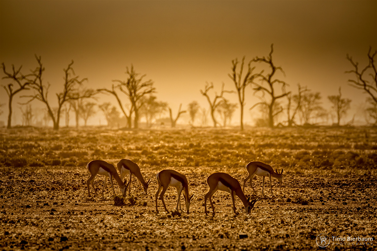 Etosha Pan