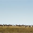 Etosha Panorama