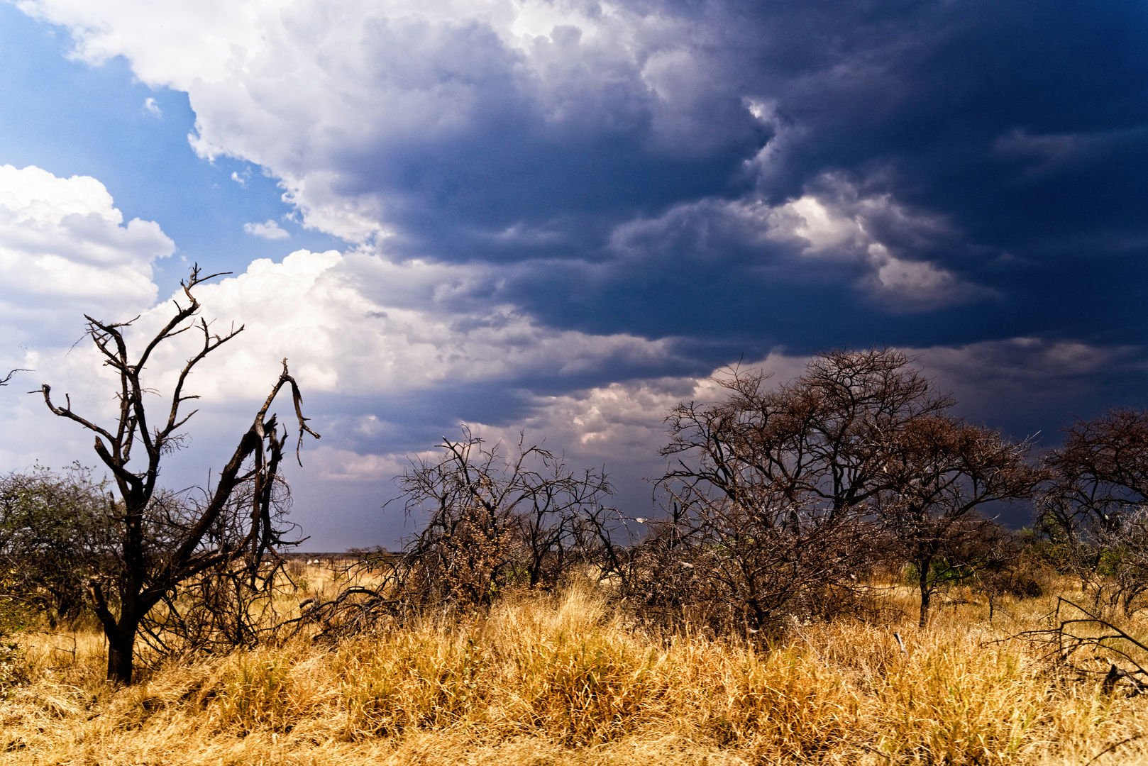 Etosha-Park