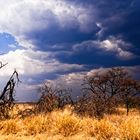 Etosha-Park