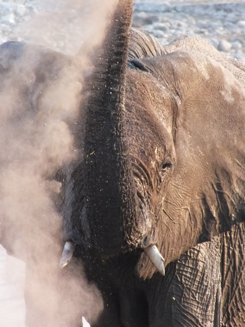 Etosha-Park, Namibia: sich mit Sand bestäubender Eltefantenbulle