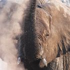 Etosha-Park, Namibia: sich mit Sand bestäubender Eltefantenbulle