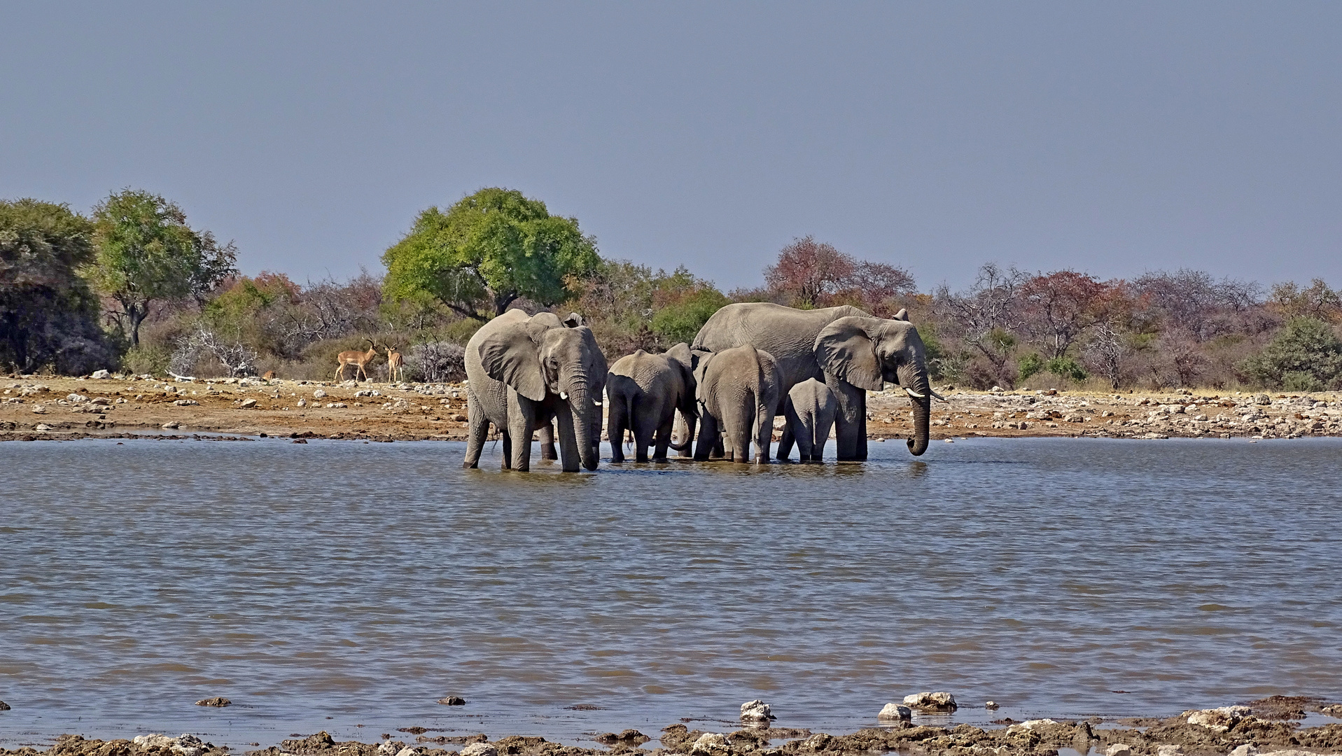 Etosha Park,Namibia