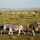 Etosha-Pfanne