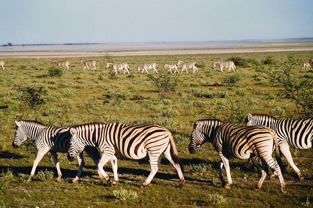 Etosha-Pfanne