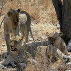 Etosha-Pfanne / Namibia