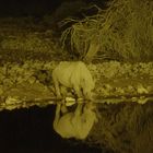 Etosha Pfanne - Nashorn am Wasserloch