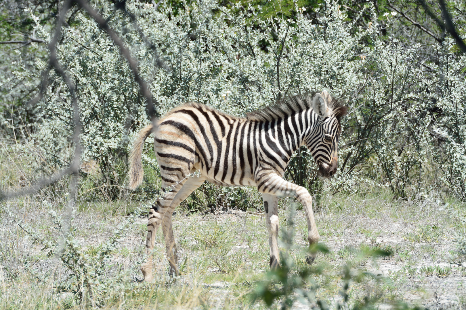 Etosha - Prinzessin