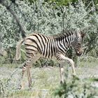 Etosha - Prinzessin