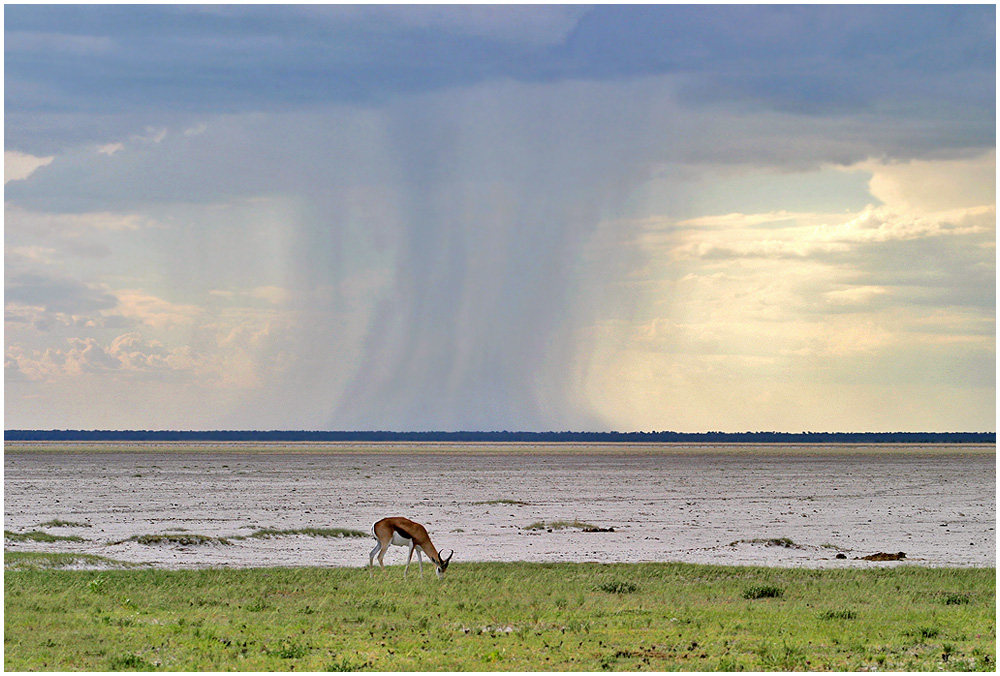 Etosha (reload)