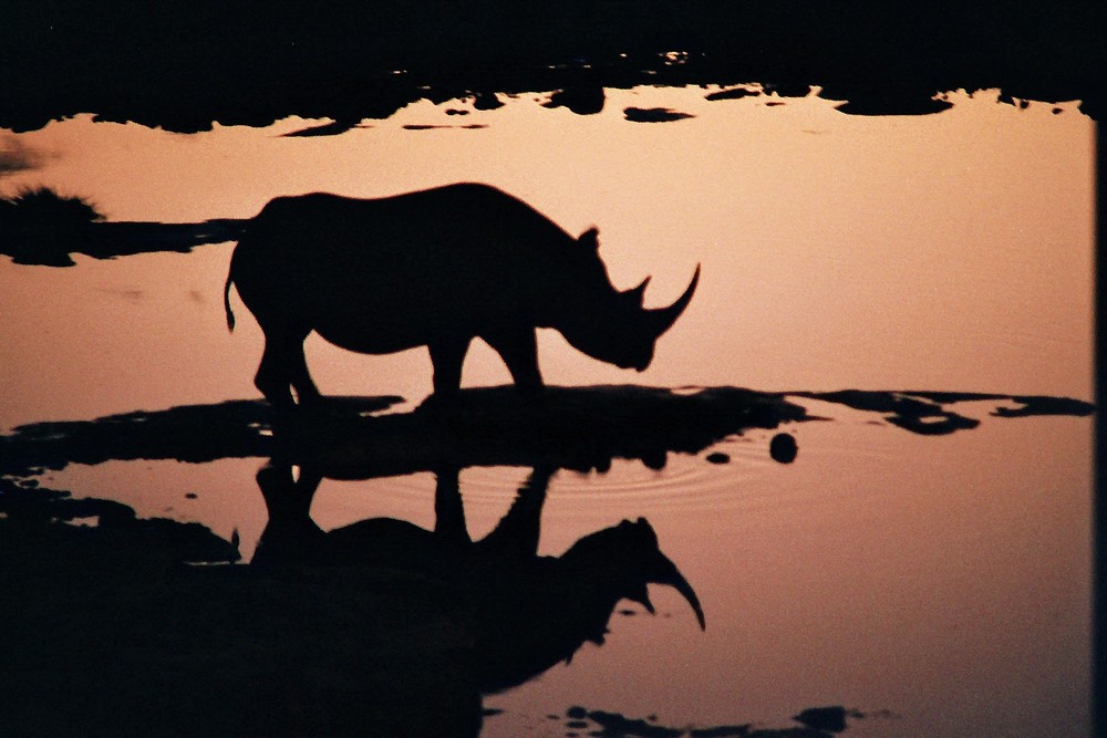 Etosha-Rhino