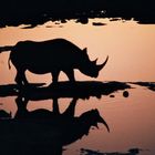 Etosha-Rhino