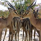 Etosha Schwarznasenimpalas