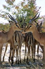 Etosha Schwarznasenimpalas