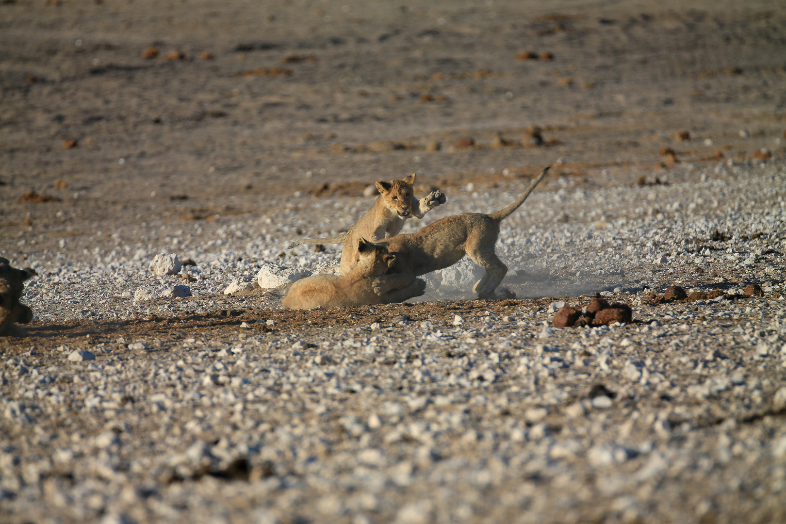 Etosha  Simba 3