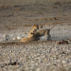 Etosha  Simba 3