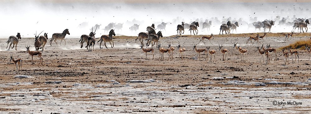 Etosha Stampede