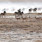 Etosha Stampede