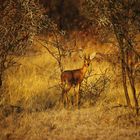 Etosha - Steinböckchen