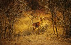 Etosha - Steinböckchen