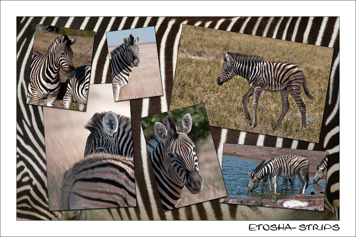 Etosha- Strips