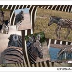 Etosha- Strips