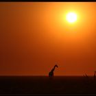 Etosha Sunrise