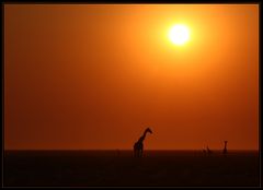 Etosha Sunrise