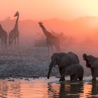 Etosha sunset