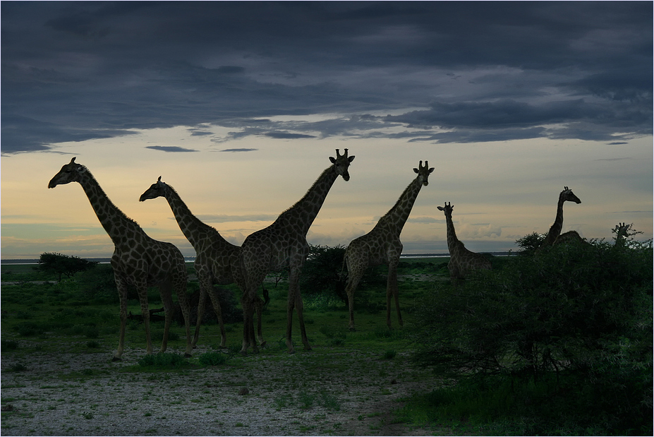 Etosha Sunset