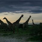 Etosha Sunset