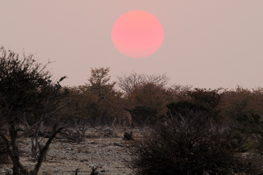 Etosha Sunset